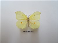 藏品(臺灣鉤粉蝶)的圖片